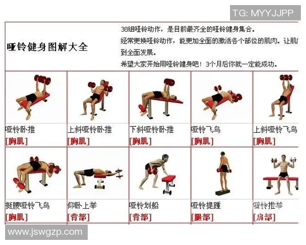 提升健身效果的哑铃架选择与使用技巧全面指南